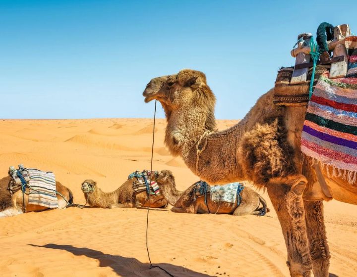 Tunisia Excursions from Hammamet